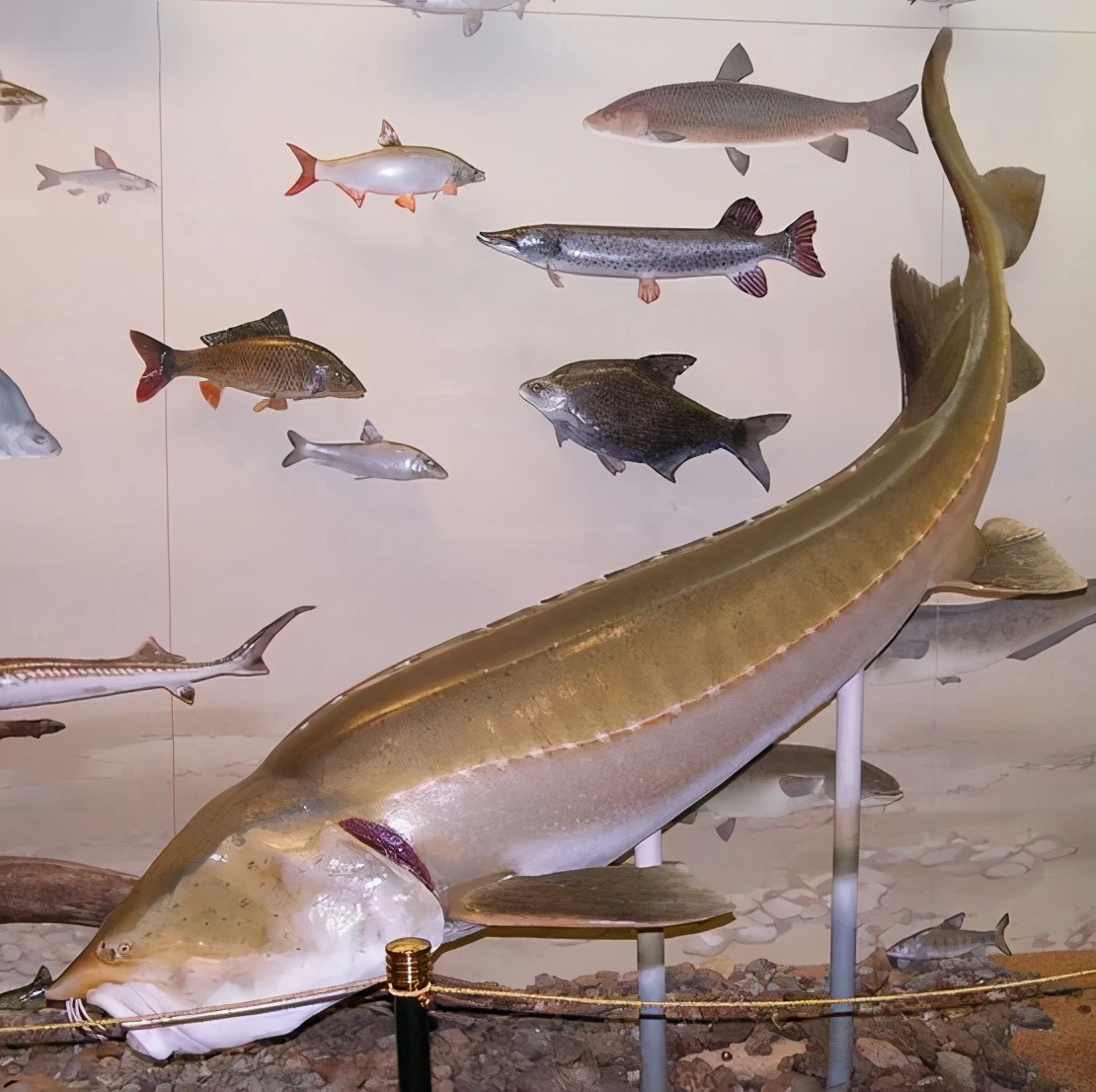 达氏鳇这鱼为什么这么值钱