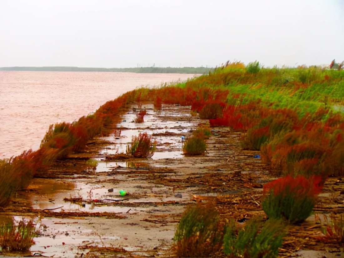 山东旅游：探寻黄河流入大海记（图）