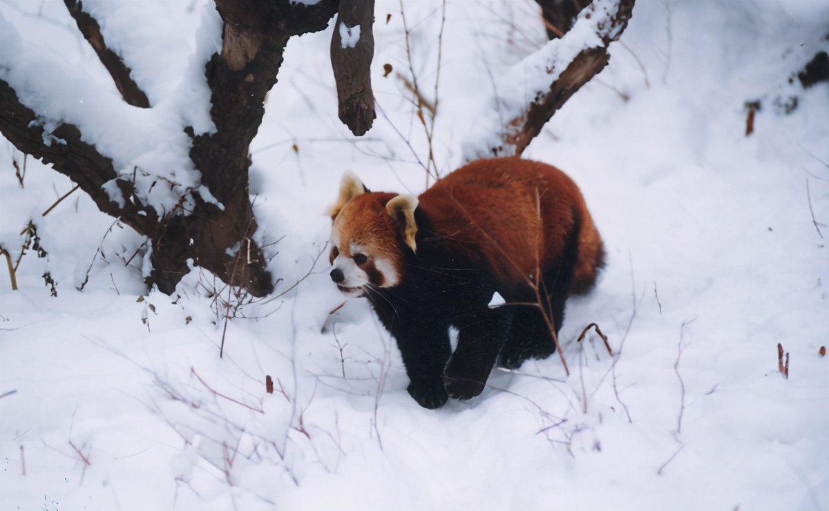The giant pandas are safe, but the red pandas are about to disappear ...