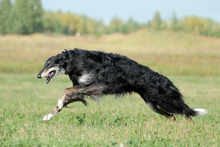 can a borzoi and a pudelpointer be friends