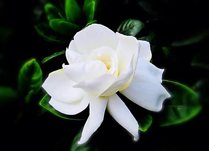 白蟾~重瓣大梔子花。花大而重瓣,美麗而芳香 - 頭條匯