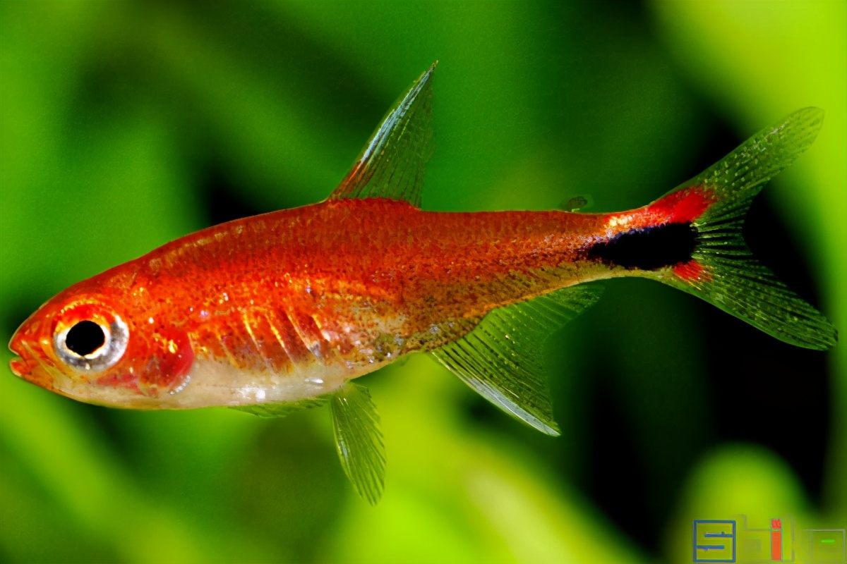 Sbike动植物百科：适合微缸饲养的十大美丽微型淡水观赏鱼