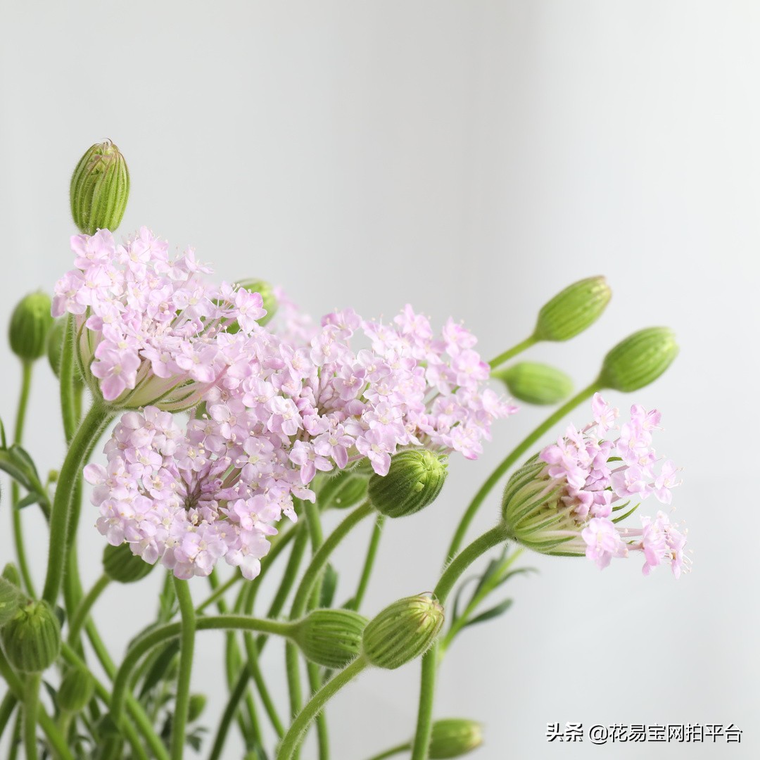 明天就立秋了 这些耐高温的花材你不会还不知道吧 资讯咖 明天就立秋了 这些耐高温的花材你不会还不知道吧 资讯咖