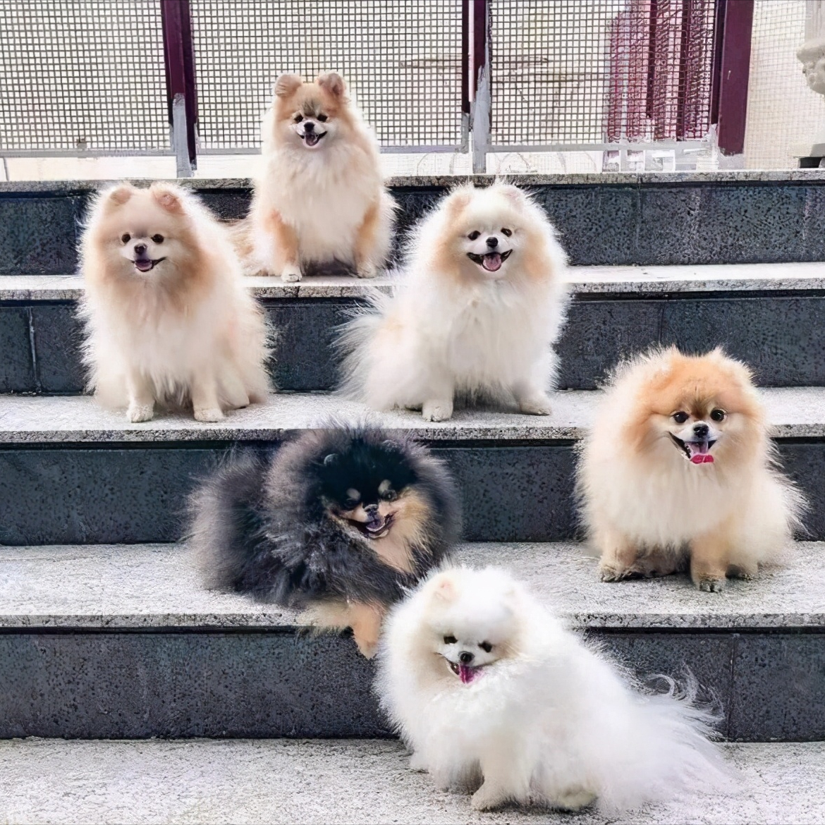 博美原来是雪橇犬 关于博美那些鲜为人知的小知识 头条汇