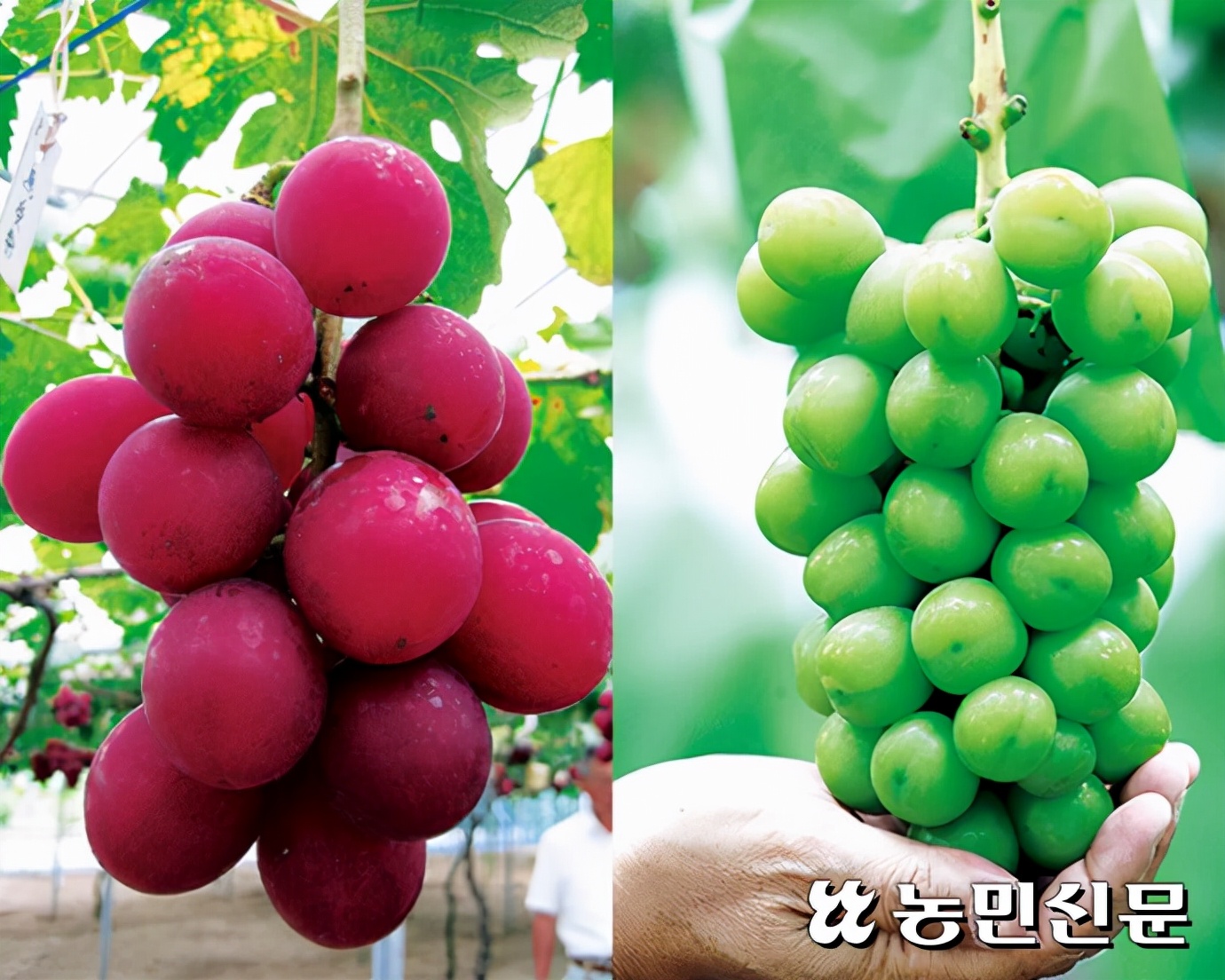 "Japan did not steal our things less!" After being caught stealing