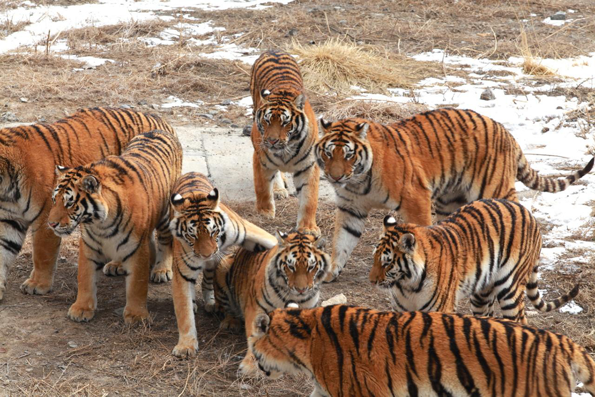 上百隻虎圍住村莊3天，將牲畜洗劫一空，百虎圍村的故事能信嗎？