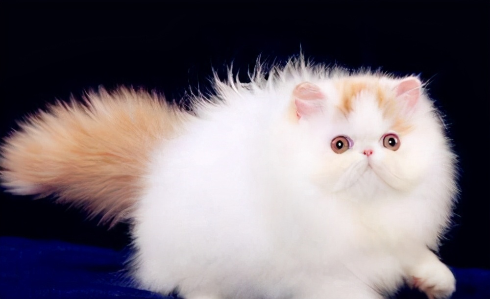 How much does a Persian cat cost? Ten advantages and disadvantages of