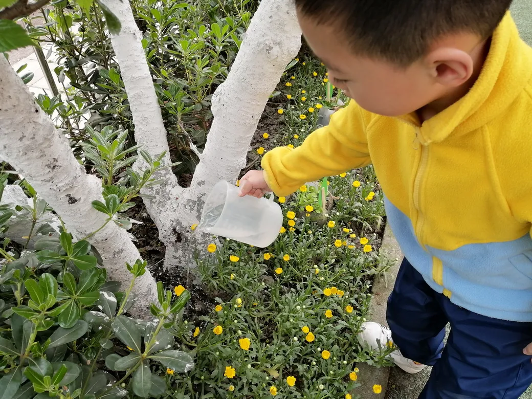 天府新区华阳幼儿园西区开展“幼儿园里的樱桃树”主题活动