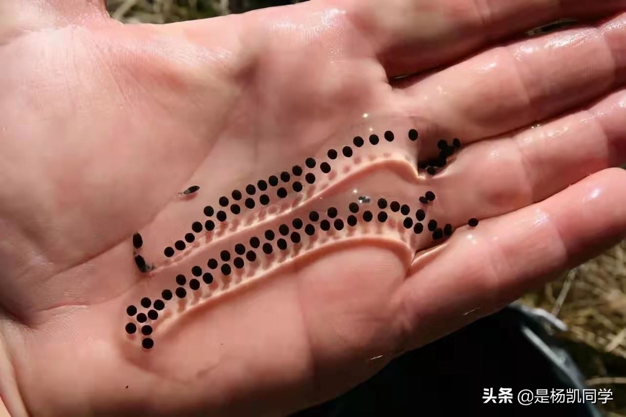 哈特利鳄鱼公园半日游⋆ 麗礁旅遊哈特利鳄鱼探险公园半日游, image size:1282x854