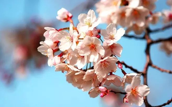 杏花诗词，惊艳了整个春天