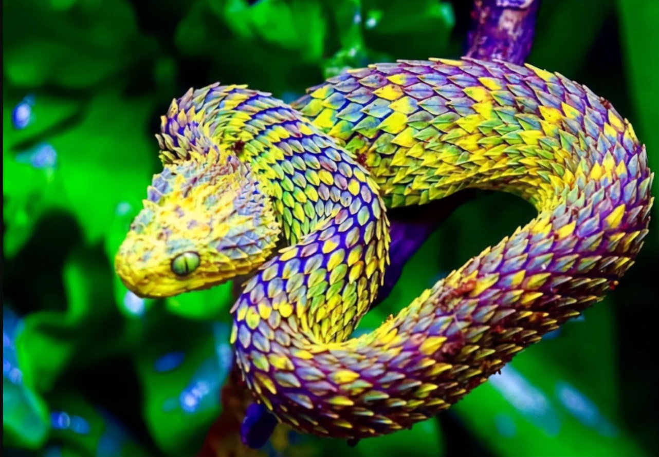 There are snakes that look like dragon scales. They are too lazy to be