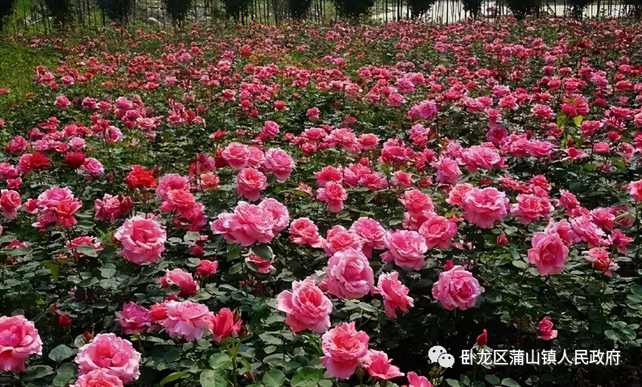 ��������ɽ���׽��Ļ����ν�����ɫ��Ʒչ����Ԥ����Ѫ��Ϯ