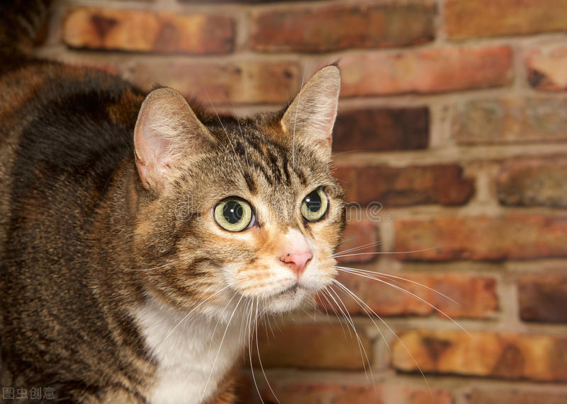 How long can cat jaundice last? iMedia