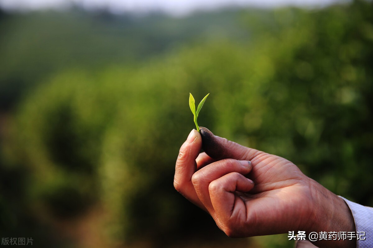 绿茶和红茶在中医里的3大作用，谨记5个原则，喝茶更健康