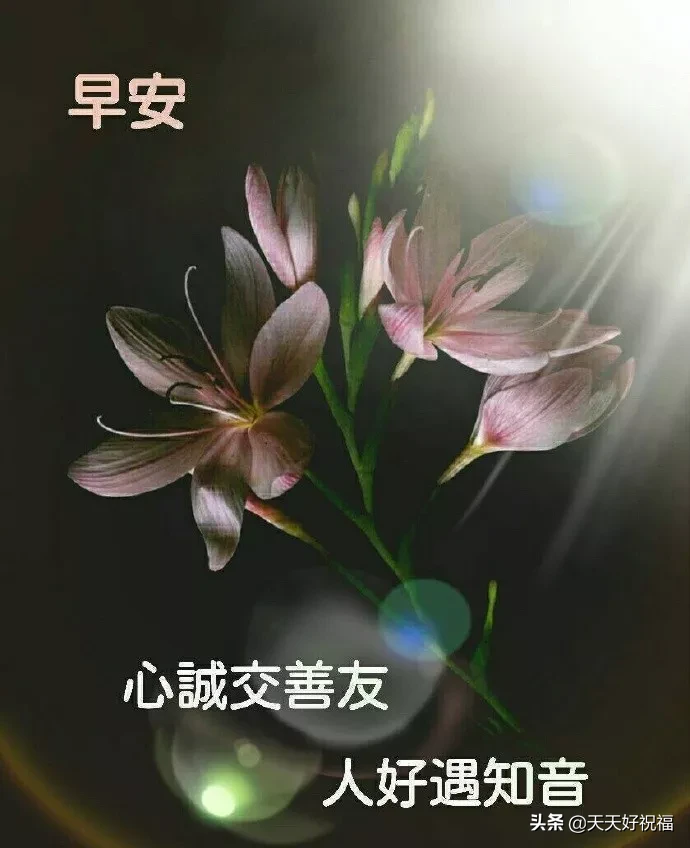 朋友圈上午好问候语（温馨且美好的问候语） 第3张