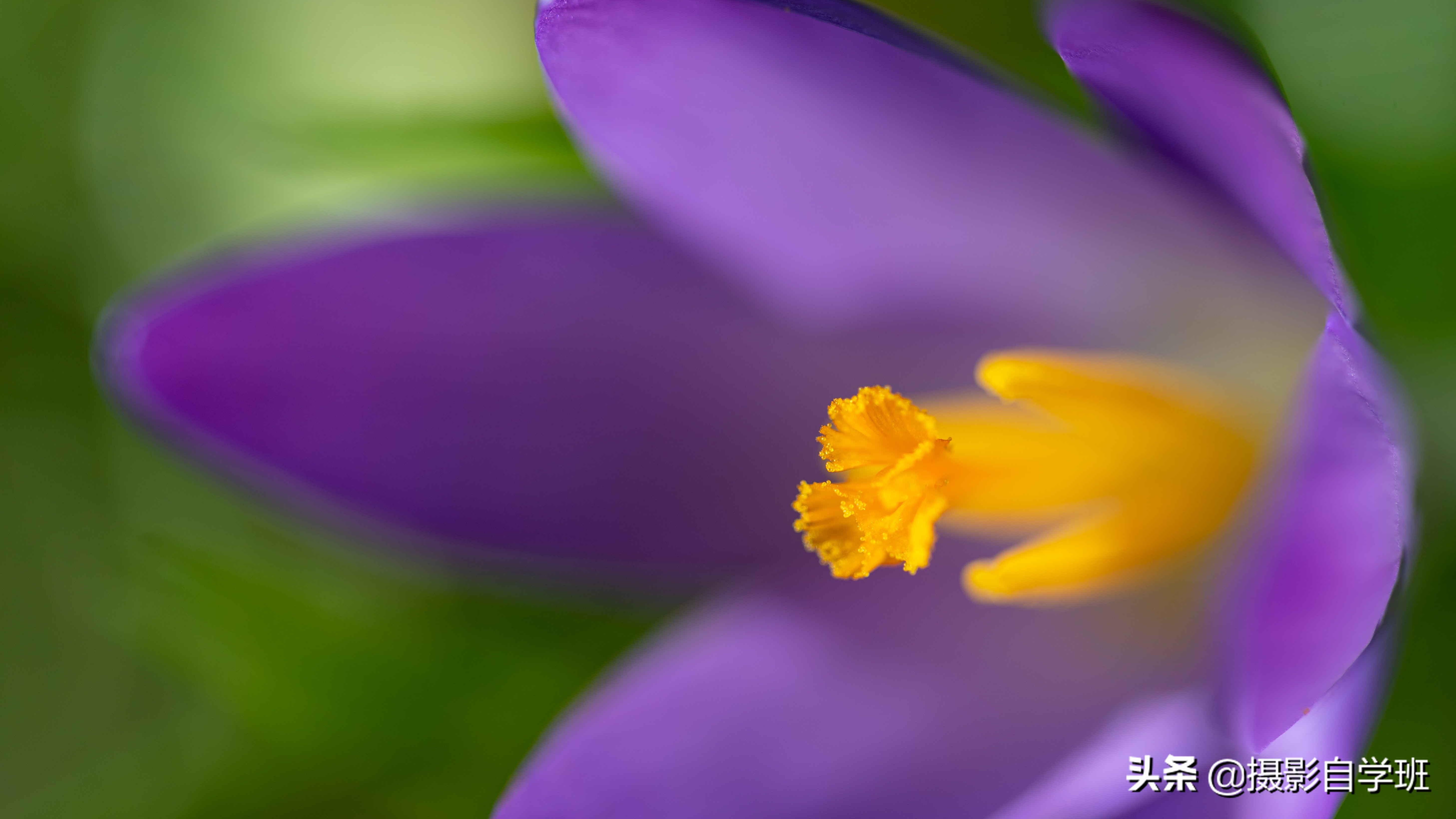 这6个摄影技巧，帮你春天把花朵照片拍好看，构图角度微距都讲解这6个摄影技巧，帮你春天把花朵照片拍好看，构图角度微距都讲解