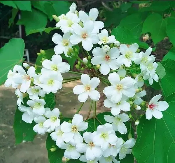 160種· 奇花異草,絕對有你沒見過的! 「下部分」
