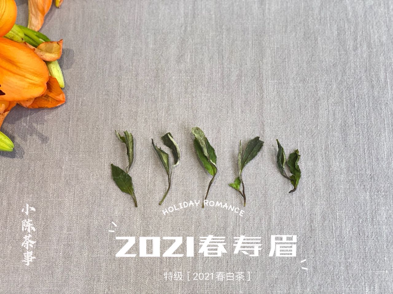 為什么白茶要從壽眉喝起？3個理由，作為入門白茶夠不夠格？