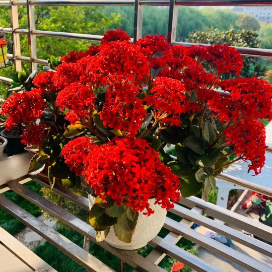 4种 富贵花平民价 关键好养活易爆盆 你养过几种 花艺空间 Mdeditor