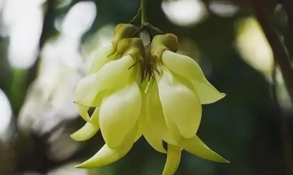 160種· 奇花異草，絕對有你沒見過的！ 「下部分」