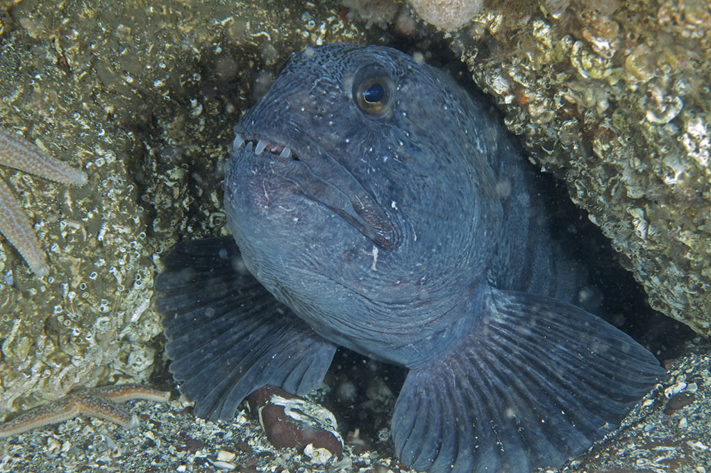狼鰻和狼魚有什麼區別?長相丑得很相似,但在餐桌上待遇可不一樣 - 頭條匯