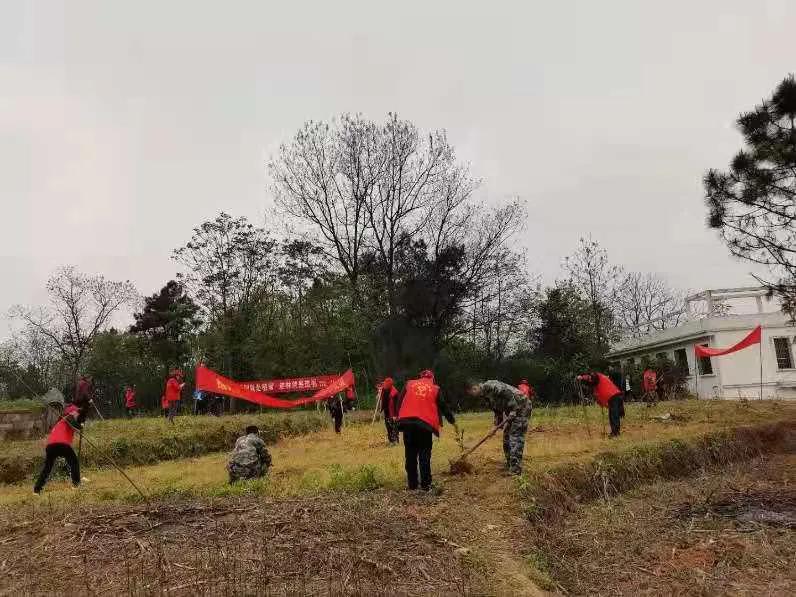 邵阳县谷洲镇：乡村振兴号角响， 油茶栽遍满山岗