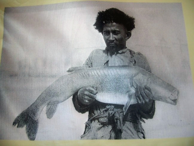 “温柔猎食者”新疆大头鱼：从百姓口粮到一条难寻，如今获新生？