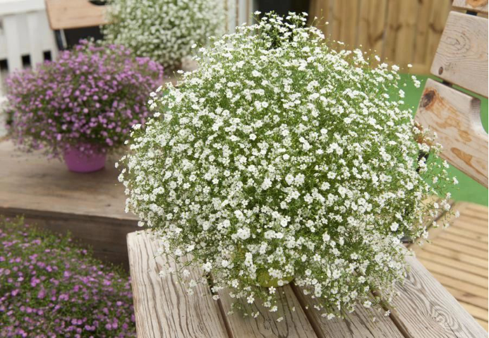 8种 早春花 开花早 花期长 耐寒 抗旱 比绿萝都皮实好养 资讯咖