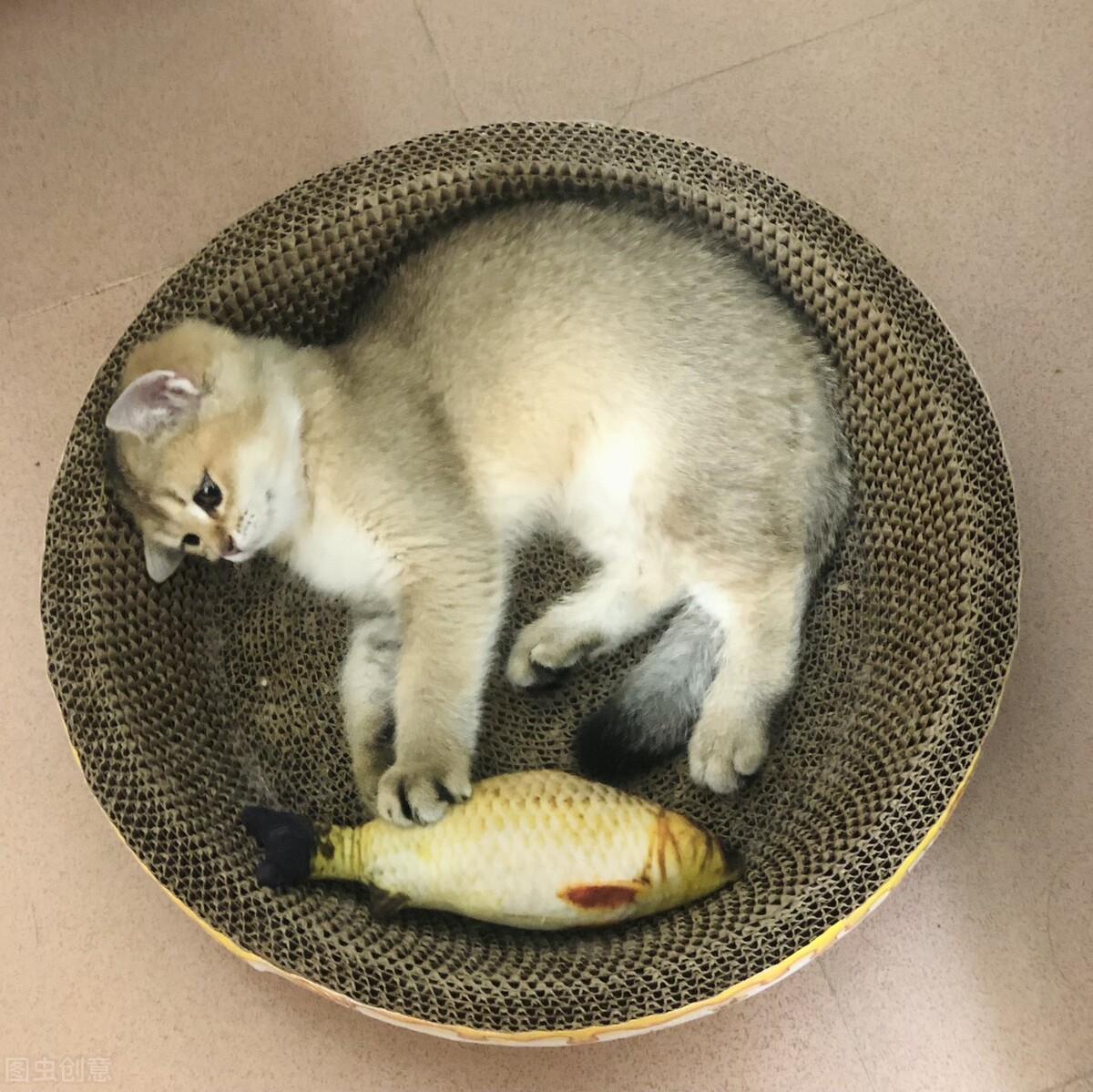 Can cats catch a cold and runny nose? iNEWS