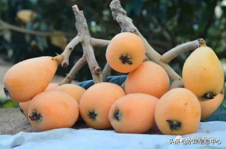 中國(guó)到底哪里的枇杷最好吃?
