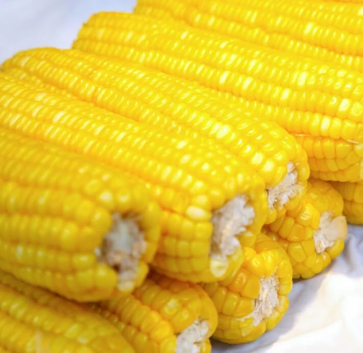 为什么说广西玉米是国人的痛？网友：当年我们