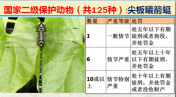 国家最新125类二级野生保护名录，图片及违法对应刑责