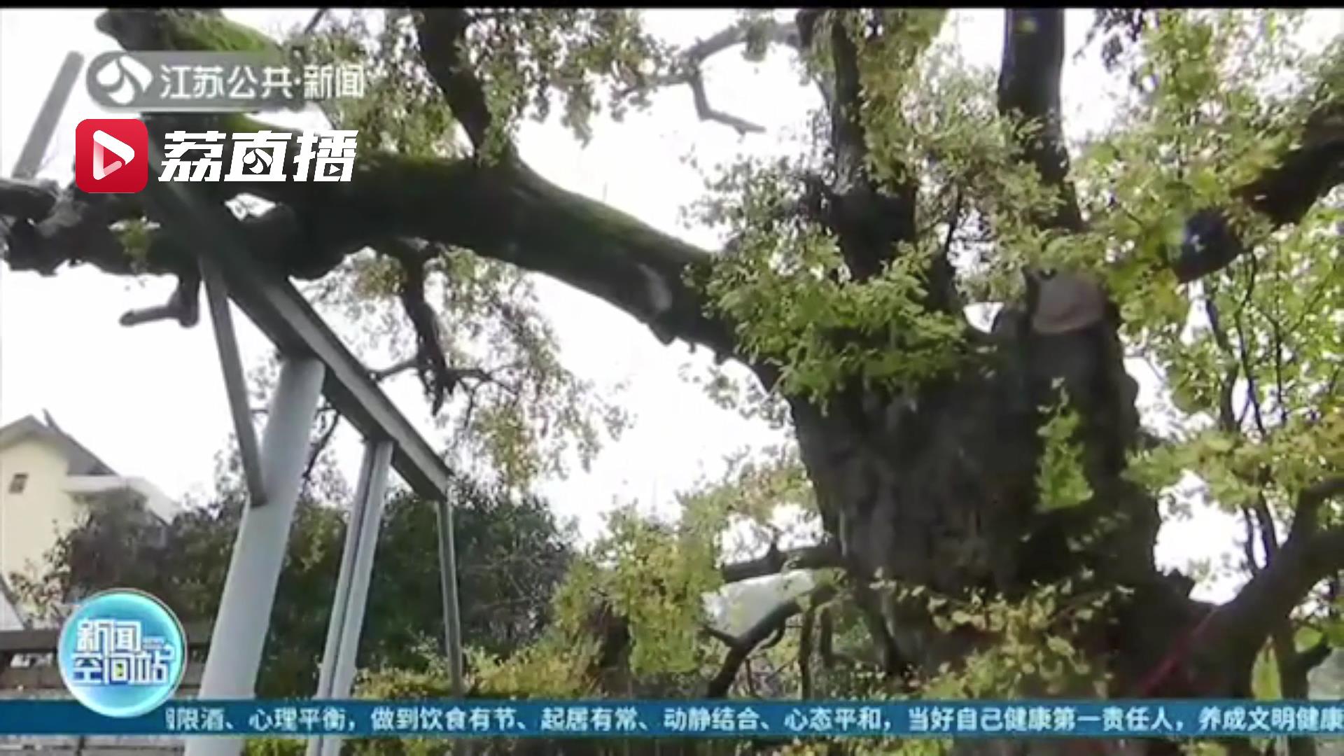 创新维保方式 无锡为600多年树龄的古银杏树投保