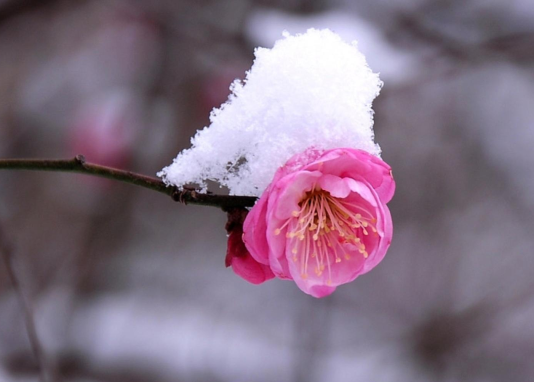 春雪初消好问程，十首春雪的诗词，看银装素裹如画风景-第4张图片-诗句网