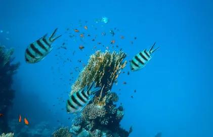 魚(yú)字大家族：“雙法字理”想傳授大家的就是“漁”，而不是“魚(yú)”