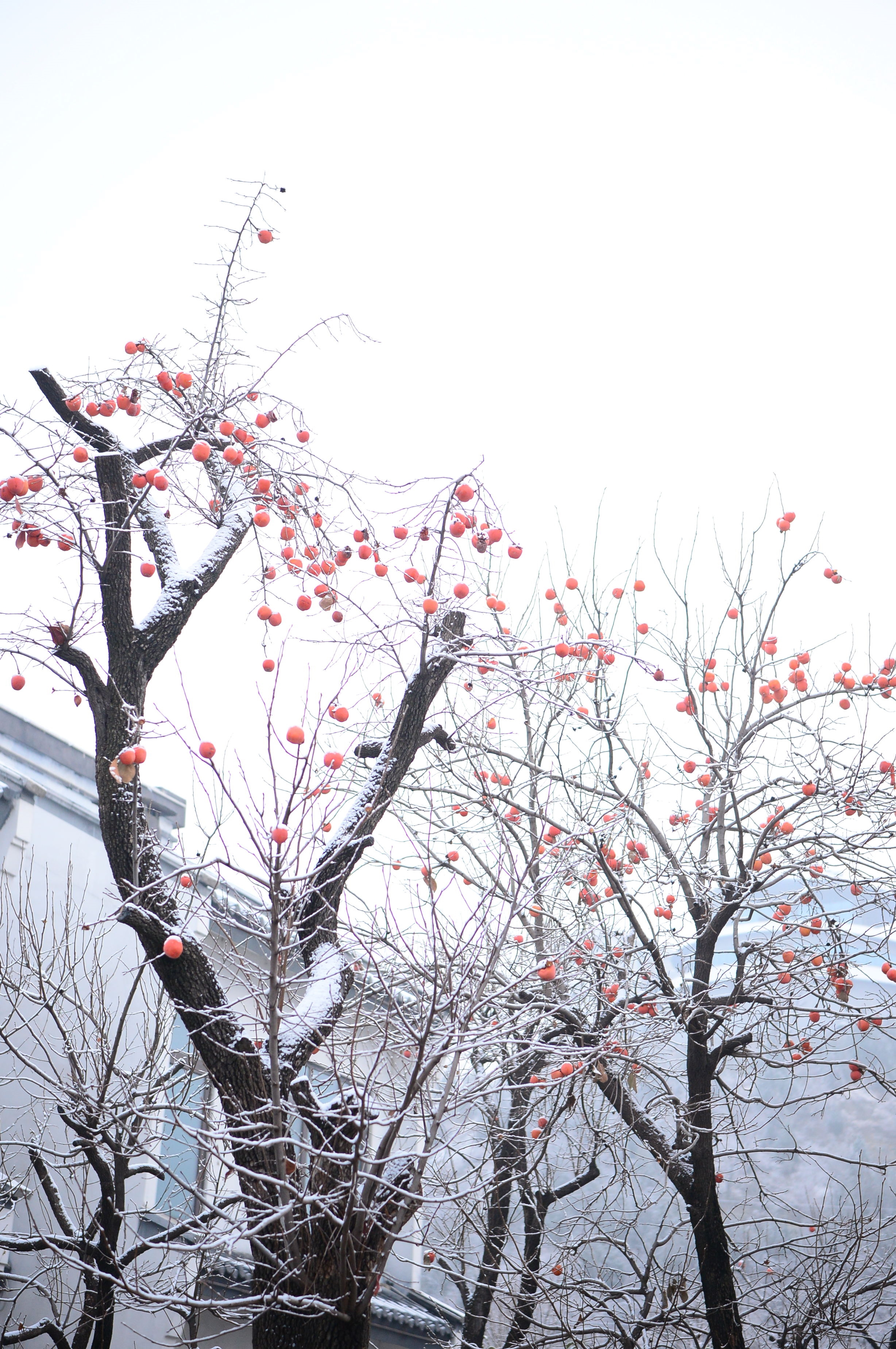 赤水灣：《雪》