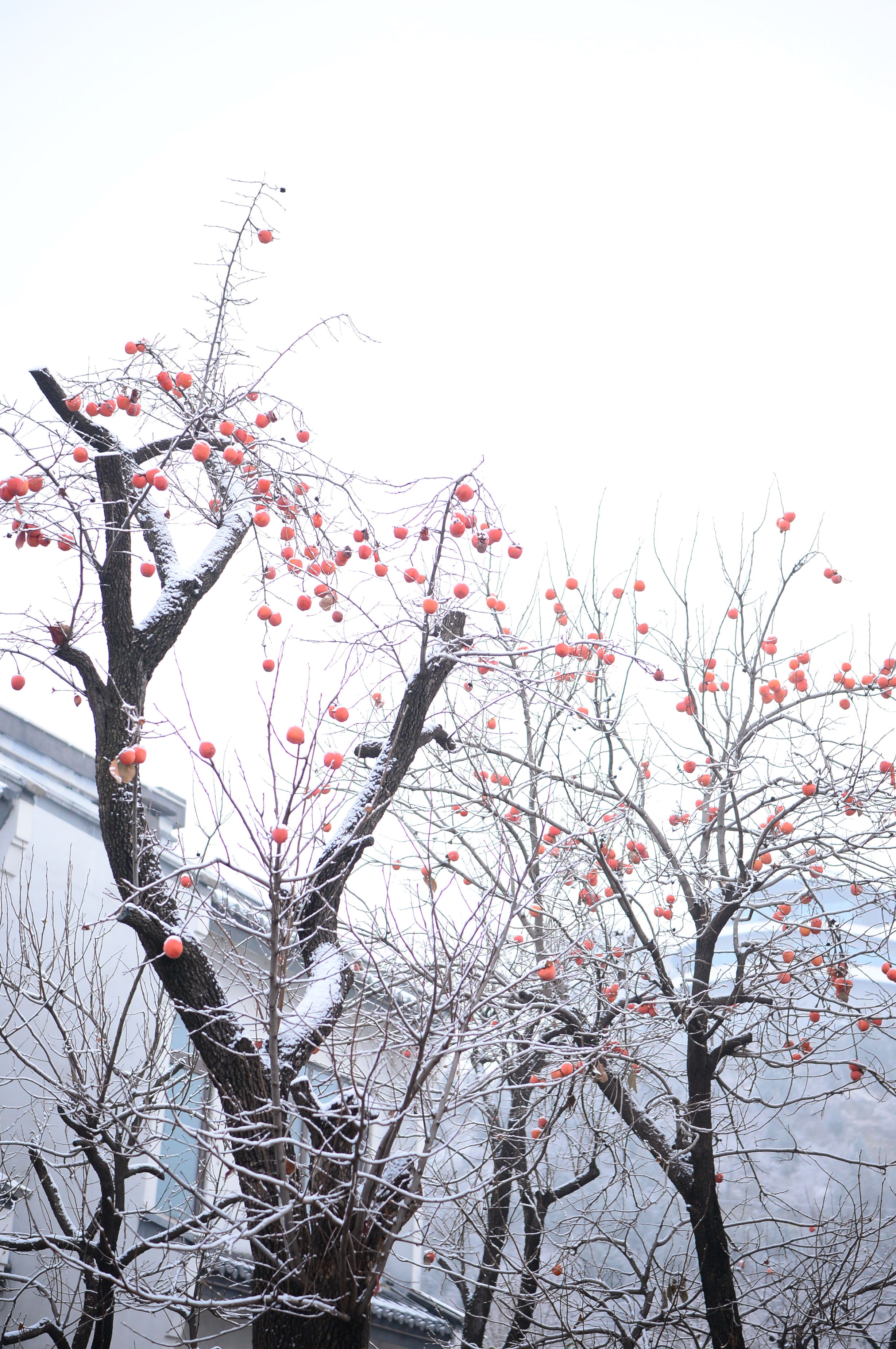 赤水湾：《雪》