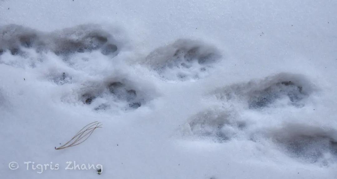 冰雪世界里的奇幻森林——唐家河、卧龙自然观察记