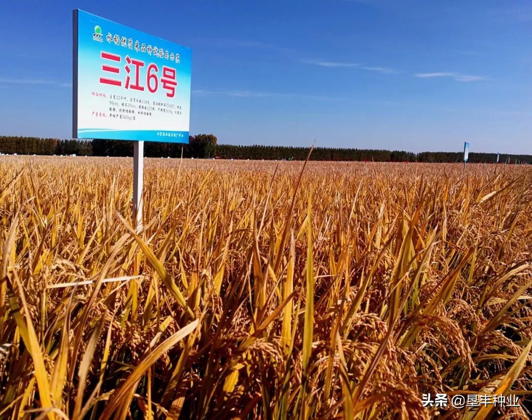 建三江，寒地水稻万亩地号，将为全国现代农业发展提供样板