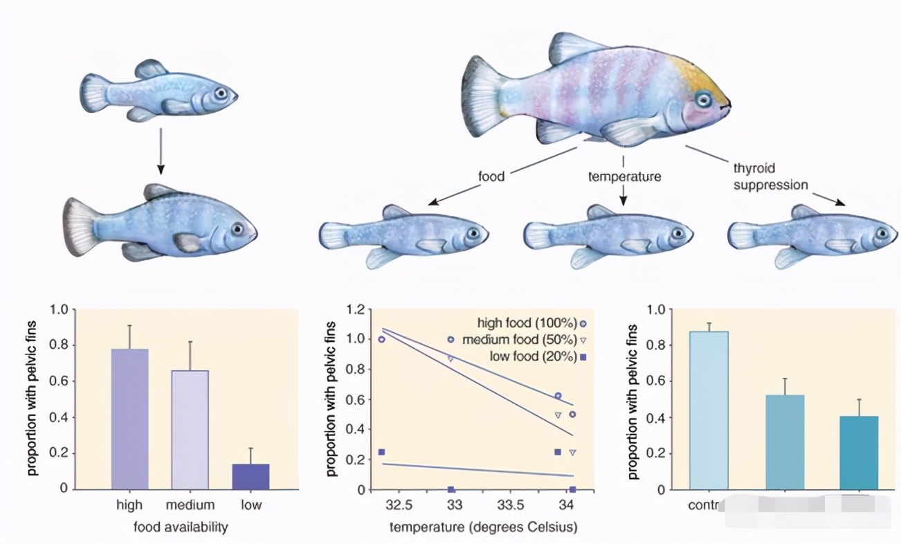 这个特性就是,一旦沙漠鱼在成长过程中受到其他环境的影响,它们的表型