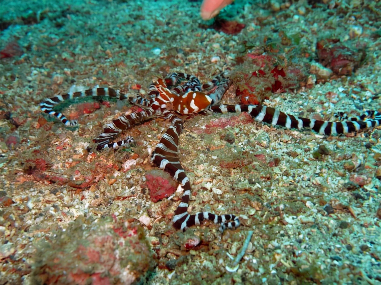 動物界的九大“超級英雄”，蟲恐慎入