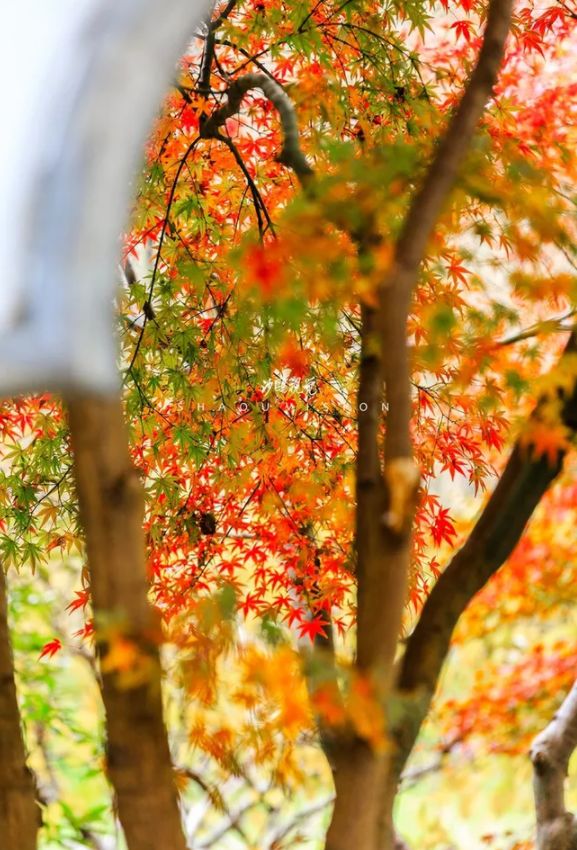 秋风起，在秋天里，赴一场诗意之约-第29张图片-诗句网