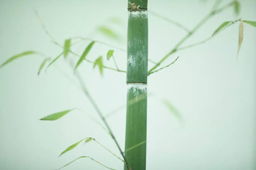 “竹”诗词：一竿修竹，数点芭蕉，伴你良宵-第2张图片-非凡网