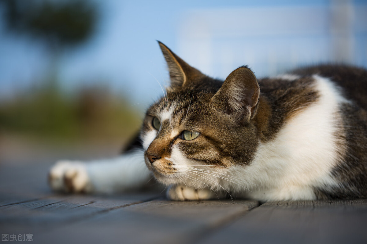 How long can cat jaundice last? iMedia