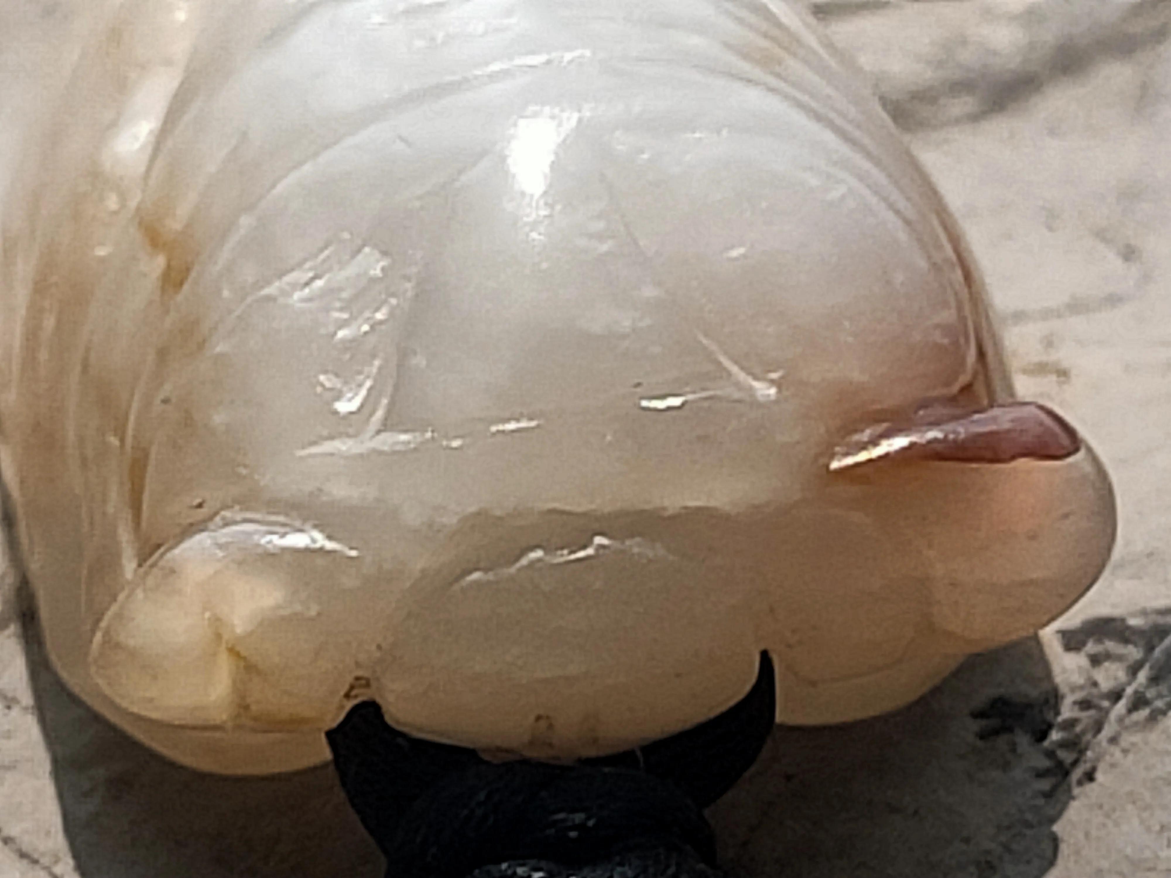 White Jade Cicada in Invincible Skin Shell - iNEWS