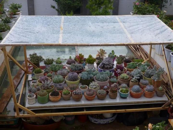 为什么人一过40岁，就喜欢把家里搞成植物园？