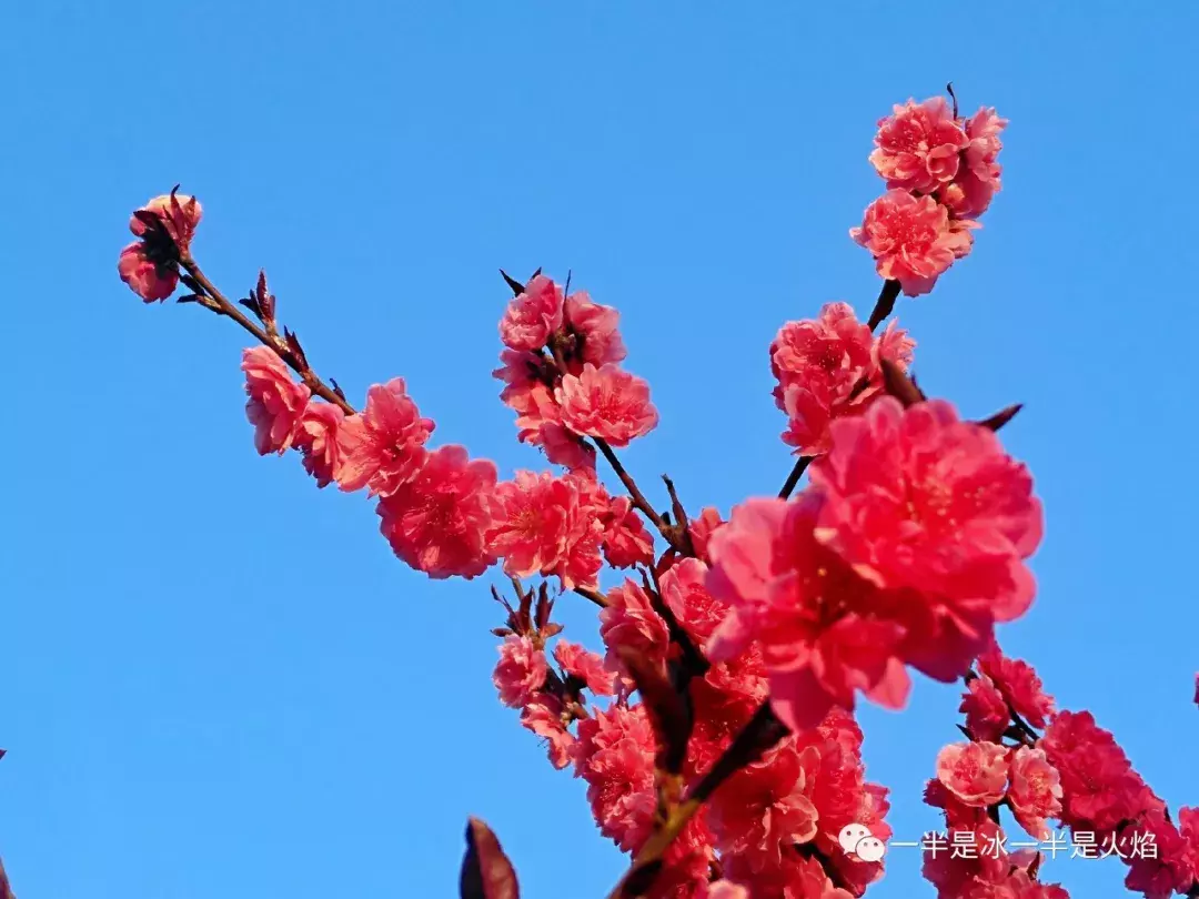 散文诗：三月三，繁花依旧笑春风-第2张图片-诗句网
