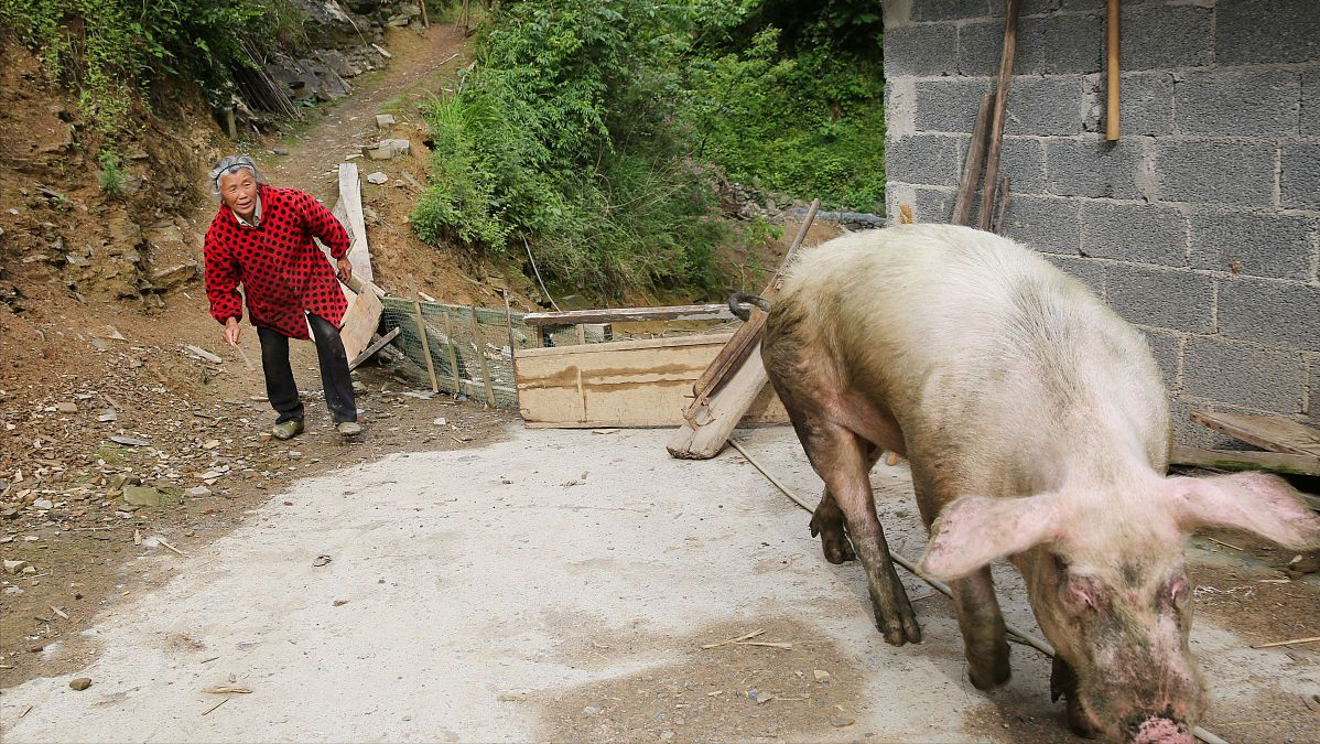 猪价13连跌，20地行情飘绿，2个好消息，猪价要报复性上涨？