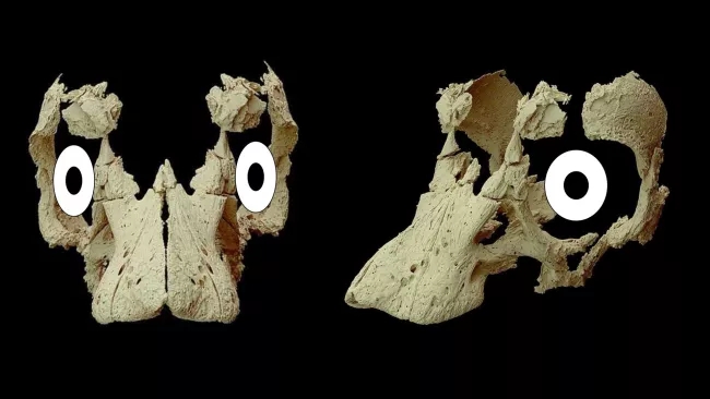 恐龙蛋化石，发现奇怪的鼻子角