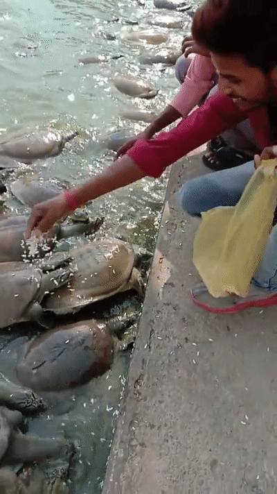 印度的“恒河之殇”：毒素渗入500万只甲鱼骨髓，指望接盘侠？